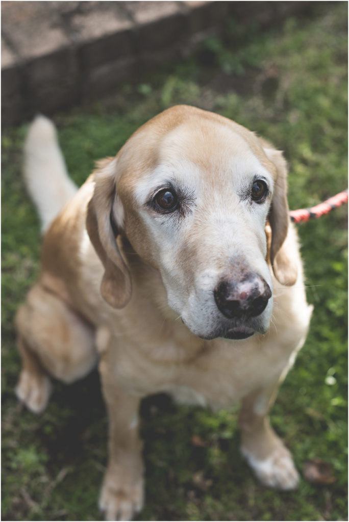 Camden Family Photography, Angie Duncan Photography, www.angieduncan.com.au